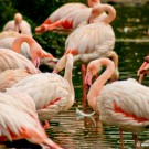 Basel Zoo Flamingoes