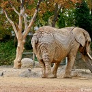 Elephant at the Basel Zoo