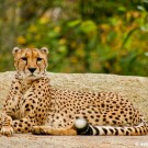 Basel Zoo leopard