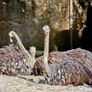 Ostrich at the Basel Zoo