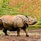 Basel Zoo rhino