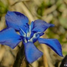 Flower in the Swiss National Park in Zernez