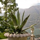 Isole di Brissago view