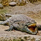 Aligator at the Basel Zoo