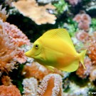 Basel Zoo yellow fish