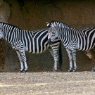 Zebras at the Basel Zoo